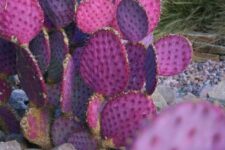 28 bold purple cacti with blooms is a chic idea to add color to your desert garden