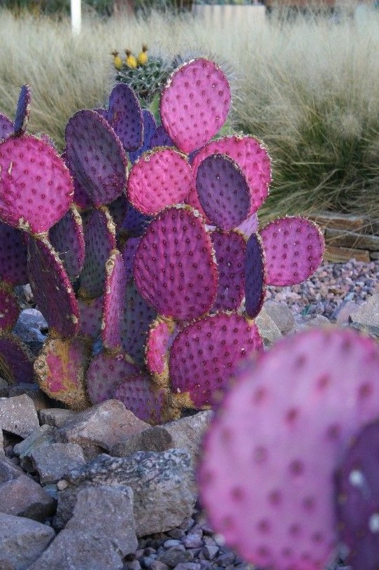 bold purple cacti with blooms is a chic idea to add color to your desert garden