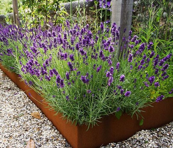 patina metal garden bed edging with bright purple blooms composes a gorgeous combo