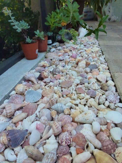 seashell garden edging is a very natural and proper idea for a seaside or coastal garden, it looks cool and lovely