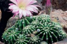 30 if you take good care of cacti, they will bloom and you’ll get even cooler garden decor