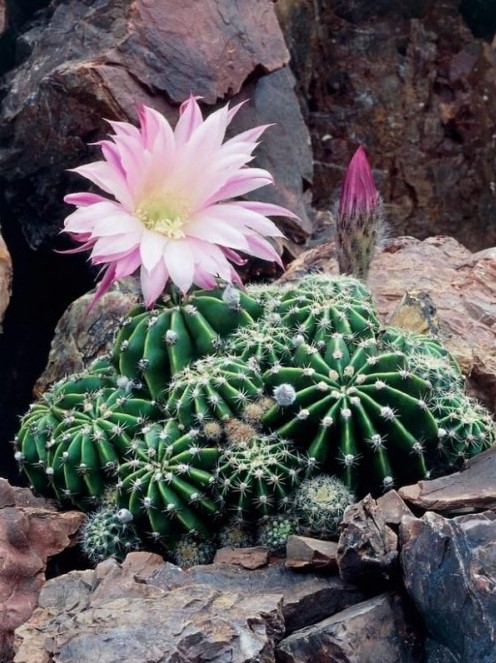 if you take good care of cacti, they will bloom and you'll get even cooler garden decor