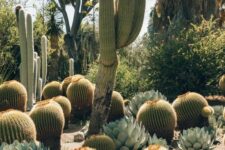 32 oversized agaves, cacti and cacti posts are amazing to make your desert garden ultimate, they really make a statement