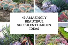 48 amazingly beautiful succulent garden ideas cover