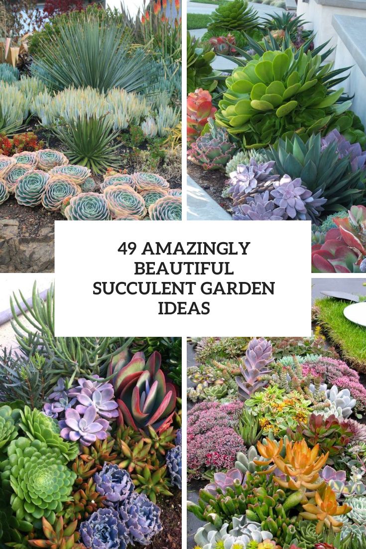 amazingly beautiful succulent garden ideas cover