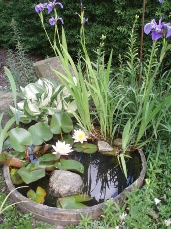 a barrel water garden dug into the ground, with rocks, water lilies and grasses is a lovely idea for a garden