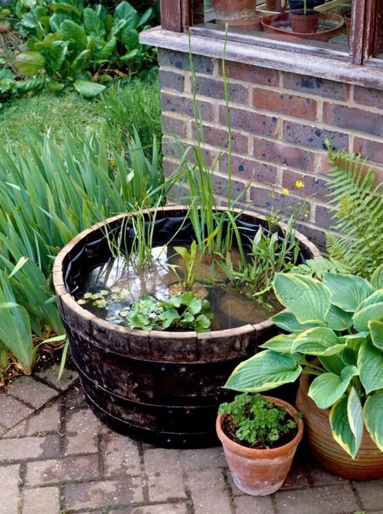 a barrel water garden with greenery and rocks and green plants around for a natural touch in your garden