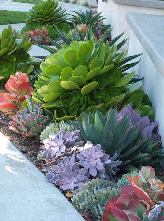 a lovely dessert garden in different colors