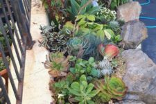 a colorful mini garden in rocks, with green, pale green, purple succulents and agaves and plants is amazing