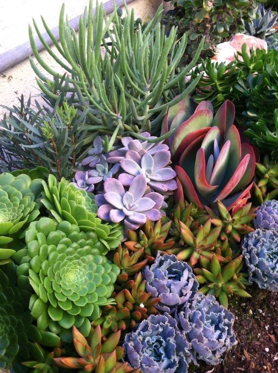 a colorful succulent garden with green, orange, purple succulents is a bright and fun idea for any climate that corresponds