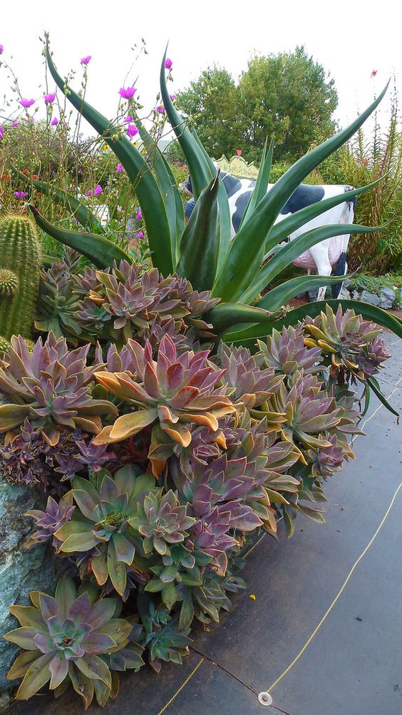 a gorgeous desert garden with green and burgundy succulents, cacti and an oversized agave is a fantastic idea to rock