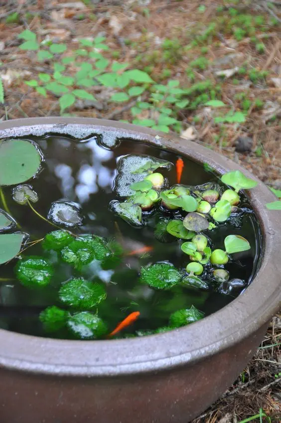 a large container with water greenery and some fish is a lovely idea for a garden, you can make one very fast