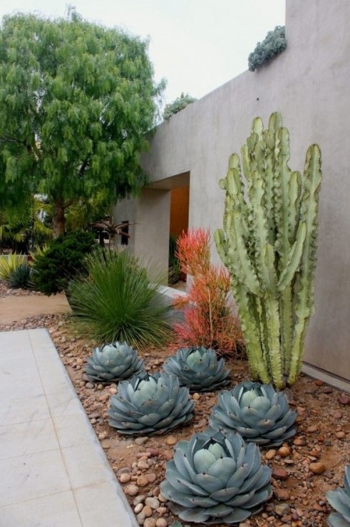 a large post cactus is combined with large round succulents and agaves around