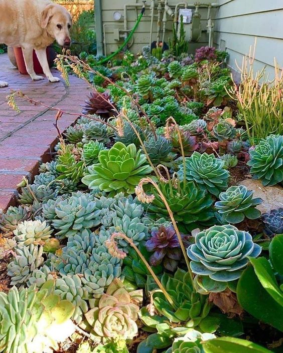 a pretty and lush succulent garden with pale and bright green succulents, purple ones and some blooming succulents is cool