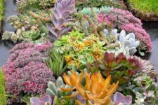 a spectacular succulent garden with green, purple and orange succulents, bold blooms is a gorgeous idea to rock