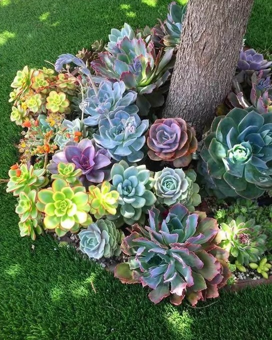 a lovely way to decorate space around a tree with succulents