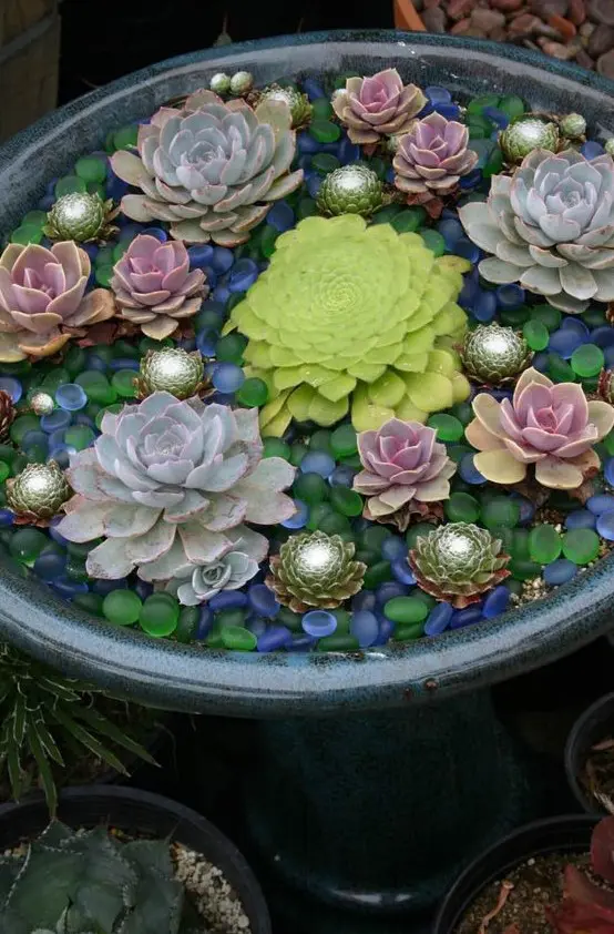 accent your succulents in containers with colorful glass pebbles like these ones