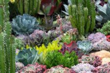 an extra bold desert garden with pale and bold green, yellow and purple succulents and post cacti is amazing and fabulous