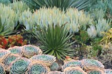 an eye-catching garden with peachy pink and green succulents and oversized agaves and some smaller red succulents