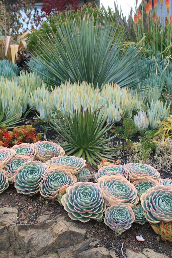 an eye catching garden with peachy pink and green succulents and oversized agaves and some smaller red succulents
