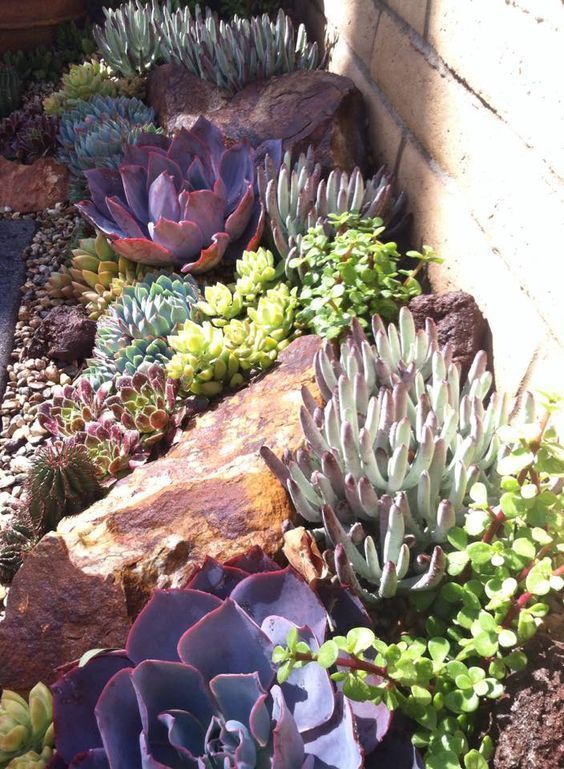 an eye catching succulent garden with pebbles and a large rock, pale green, bold green and purple succulents  is amazing