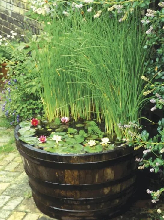 an old barrel with floating plants and blooms and tall grasses for a rustic and natural feel in your backyard