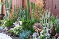 even if you pair succulents with cacti, you should properly water the succulents accodring to the species you have