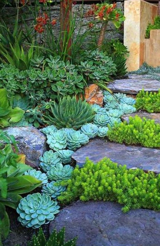 succulents line up the steps and rock steps add chic to the plants, especially bold grene plants between the steps