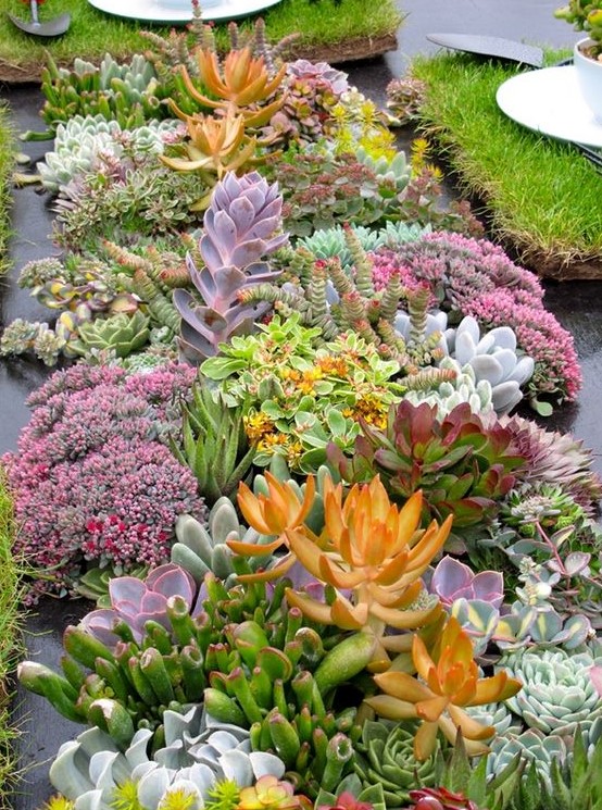 succulents may be very eye catching and even show stopping, in various shades and sizes