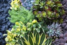 succulents may grow in drought but you’ll need to water them properly anyway