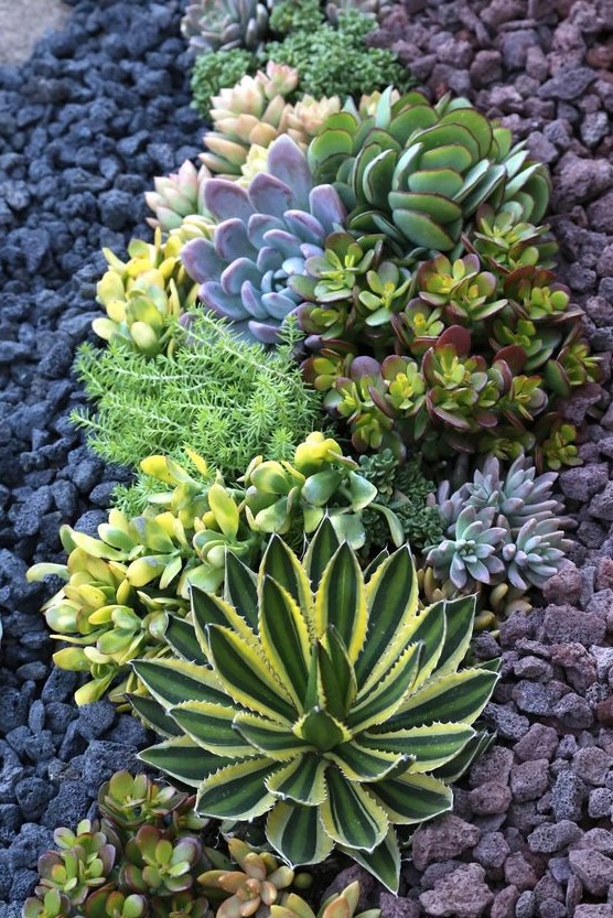 succulents may grow in drought but you'll need to water them properly anyway