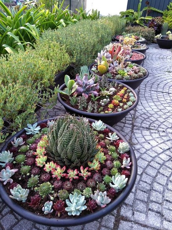 such container gardening is also a cool idea, mix up several different succulents in pots