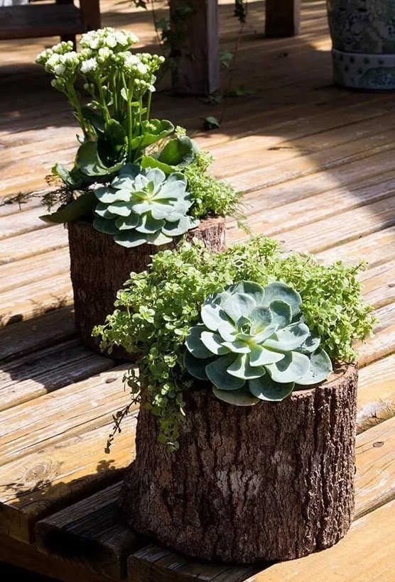 cool tree stumps filled with succulents
