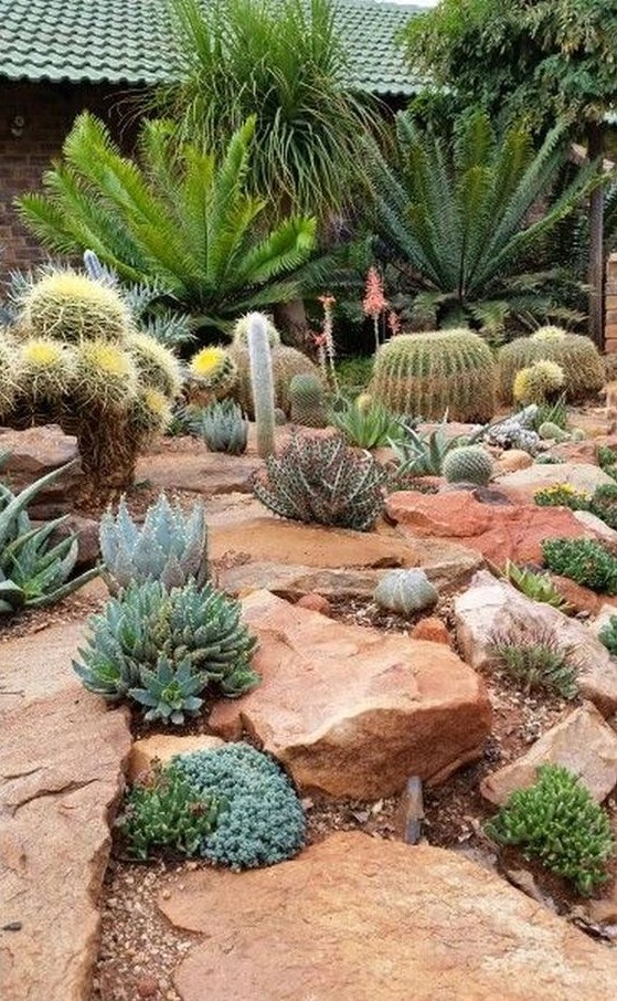 wild looking desert garden with various kinds of cacti and succulents plus large rocks