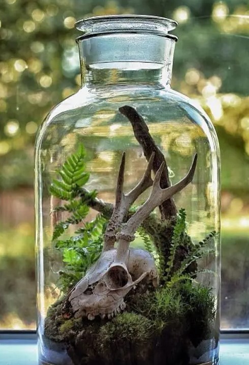 a large jar with moss, fern, branches and a skull with antlers is a cool and bold idea for woodland Halloween decor