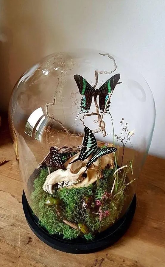 a refined Halloween terrarium with moss, branches, a skull and black and green butterflies and some twigs