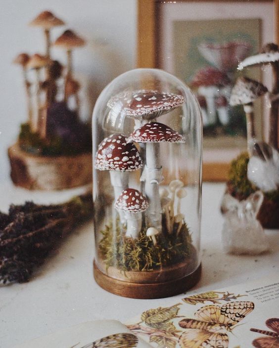 a terrarium with toadstools will be a nice Halloween decoration, and you may use it afterwards