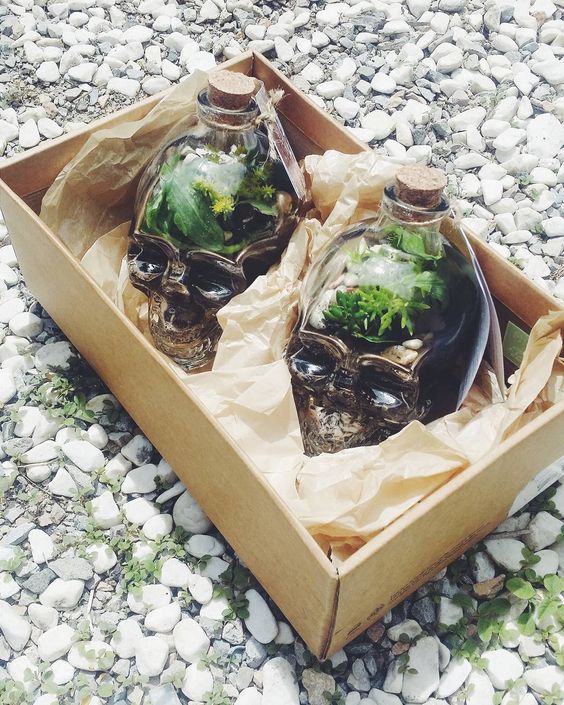 skull-shaped terrariums with greenery and pebbles are lovely Halloween party favors that you can easily make