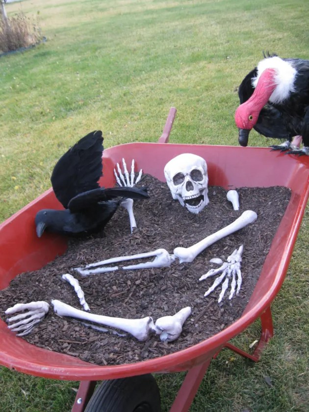 A skeleton and a black raven in a wheelbarrow is a decoration you can easily move around your backyard.