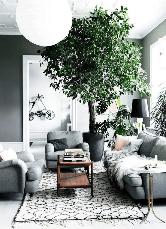 a Scandinavian living room with grey walls, grey seating furniture, a dark-stained coffee table and some potted plants