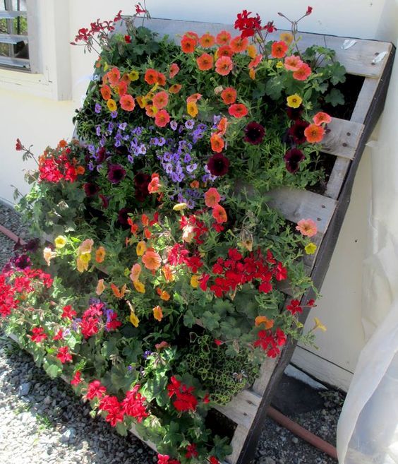 a bold pallet bloom garden leant on the wall, with super bright blooms is a gorgeous decoration for many outdoor spaces
