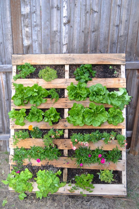 a pallet garden with herbs leant on the wall won't take much space and will give you a comfortable piece for growing some greenery