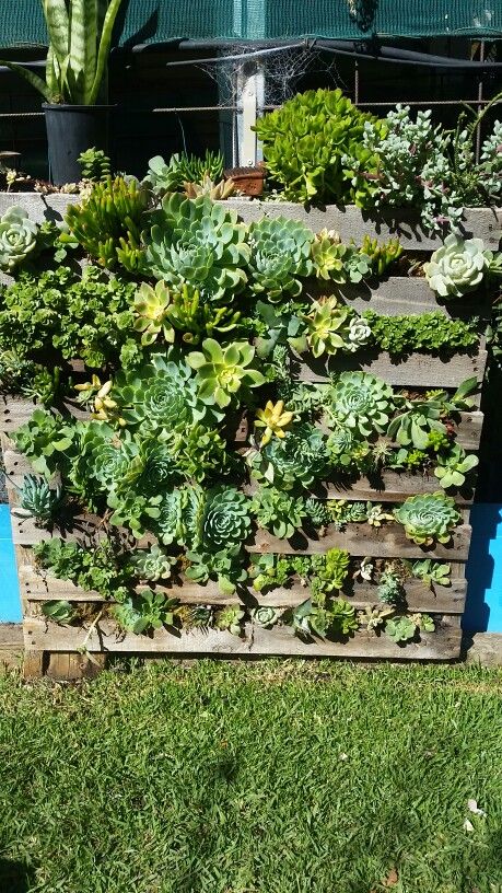 a reclaimed pallet garden with succulents growing inside is a creative rustic decoration for outdoors