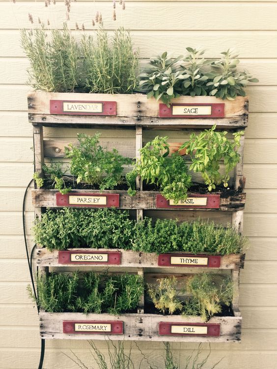 a reclaimed pallet vertical garden with herbs is a cool decoration for a rustic space, it looks cool