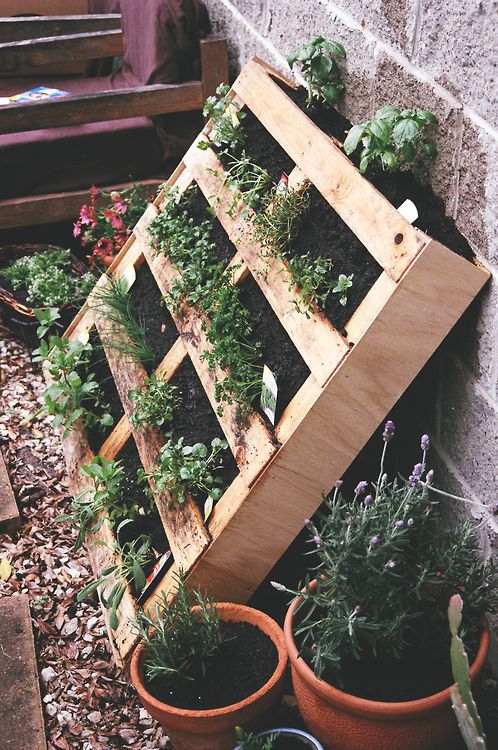a simple rustic pallet garden with herbs can be leant on the wall to make t more comfortable in using and more stable at the same time