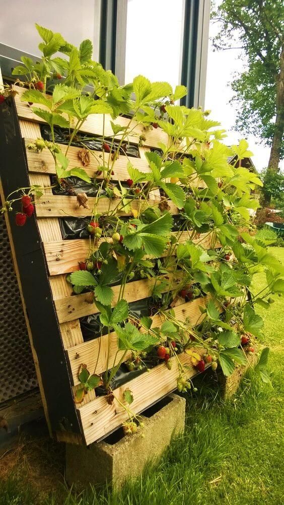 a strawberry pallet garden leant on the wall is a super cool and practical solution to prevent birds and animals from eating your berries