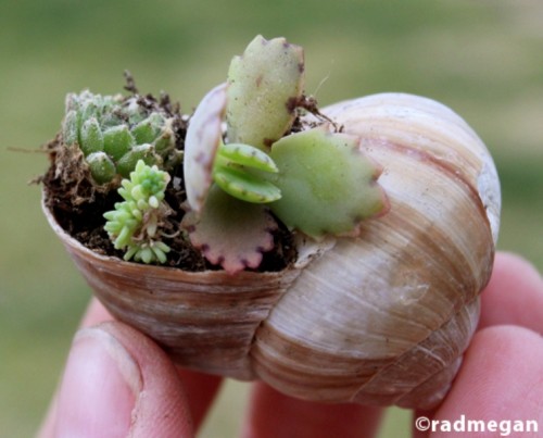 Amazing DIY Garden Of Snail Shells