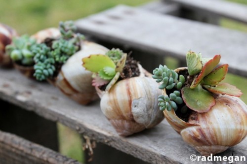 Amazing Diy Garden Of Snail Shells