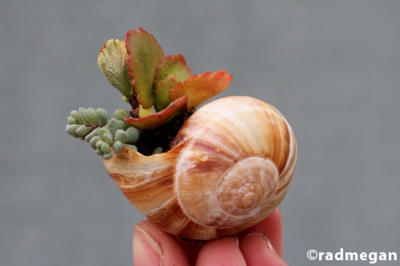 Amazing Diy Garden Of Snail Shells