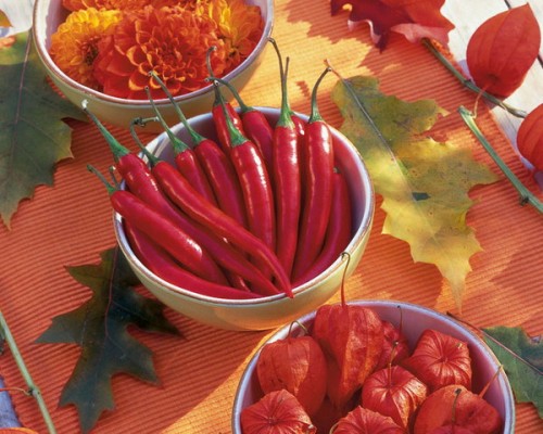 Crisp red color of chili peppers looks good mixed with colors of fall's blooms.